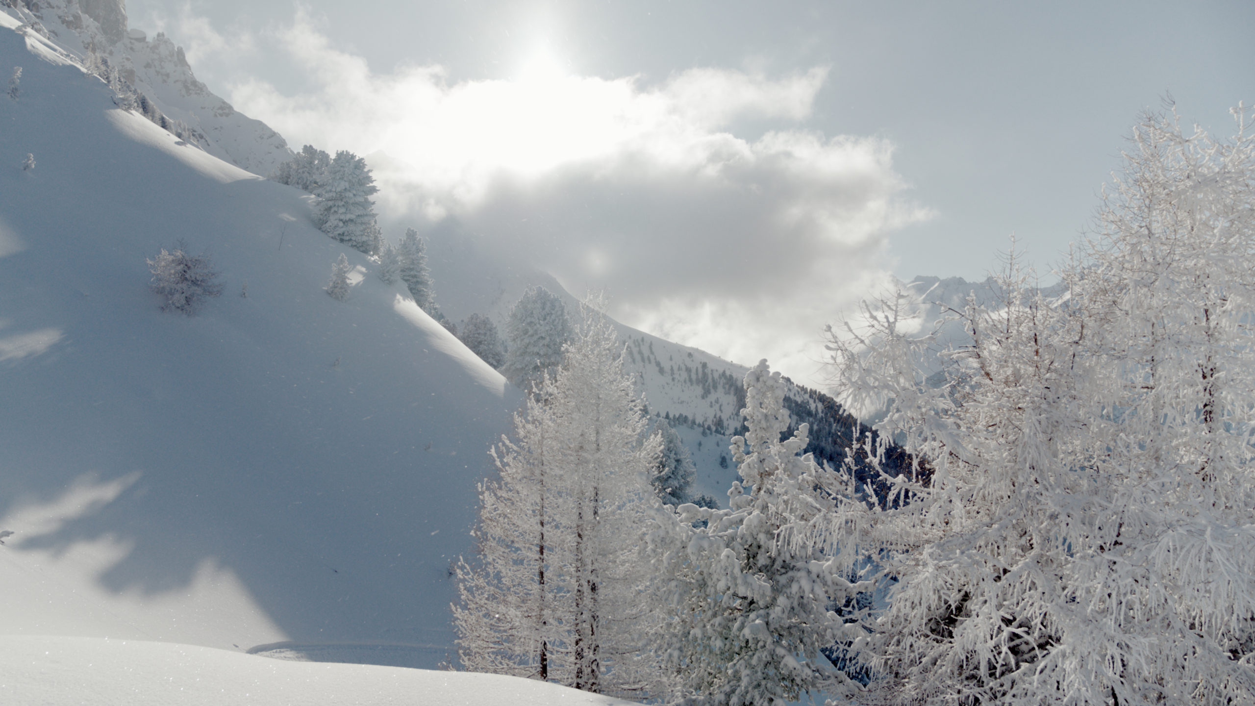 High Alpine trees in winter 1