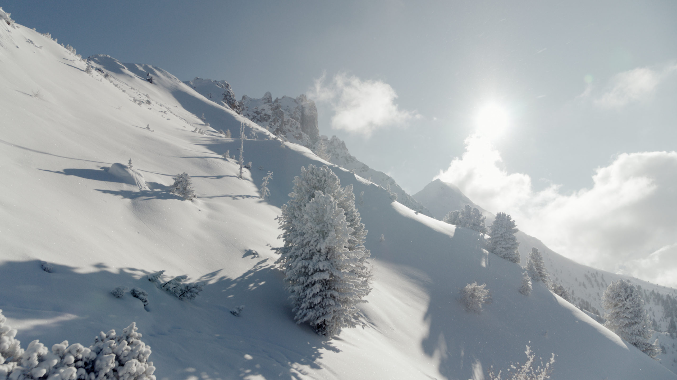 High Alpine trees in winter