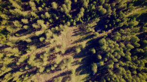 Larch forest in spring from above