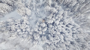 Fresh snow from above